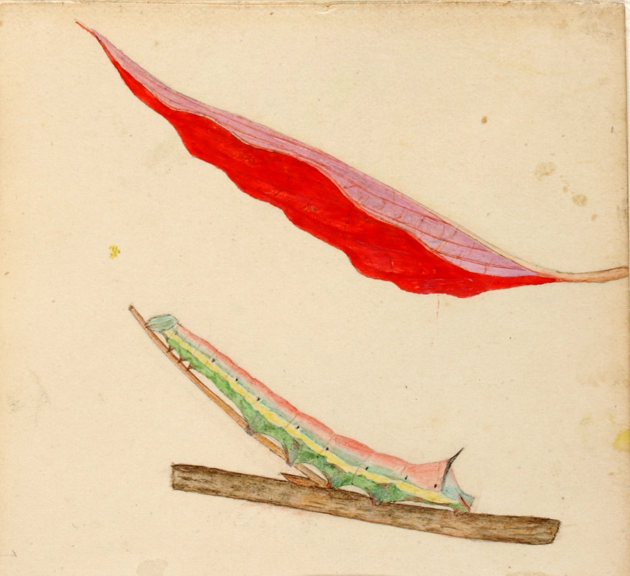 Oruga "Mirror-Back", estudio para el libro La ocultación de la coloración en el reino animal de Gerald H. Thayer