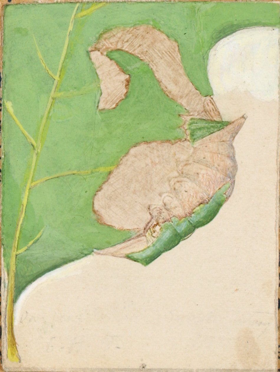 Oruga del borde de la hoja de roble, estudio para el libro La ocultación de la coloración en el reino animal de Gerald H. Thayer