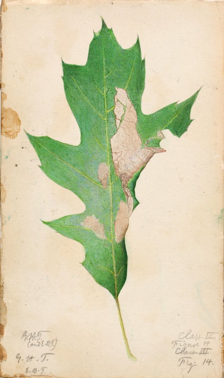 Oruga del borde de la hoja de roble, estudio para el libro La ocultación de la coloración en el reino animal de Gerald H. Thayer