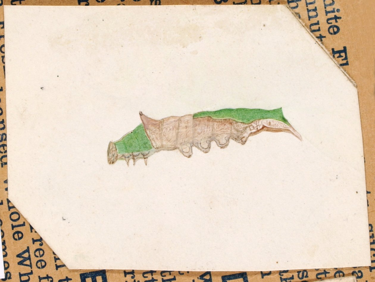 Oruga del borde de la hoja de roble, estudio para el libro La ocultación de la coloración en el reino animal de Gerald H. Thayer