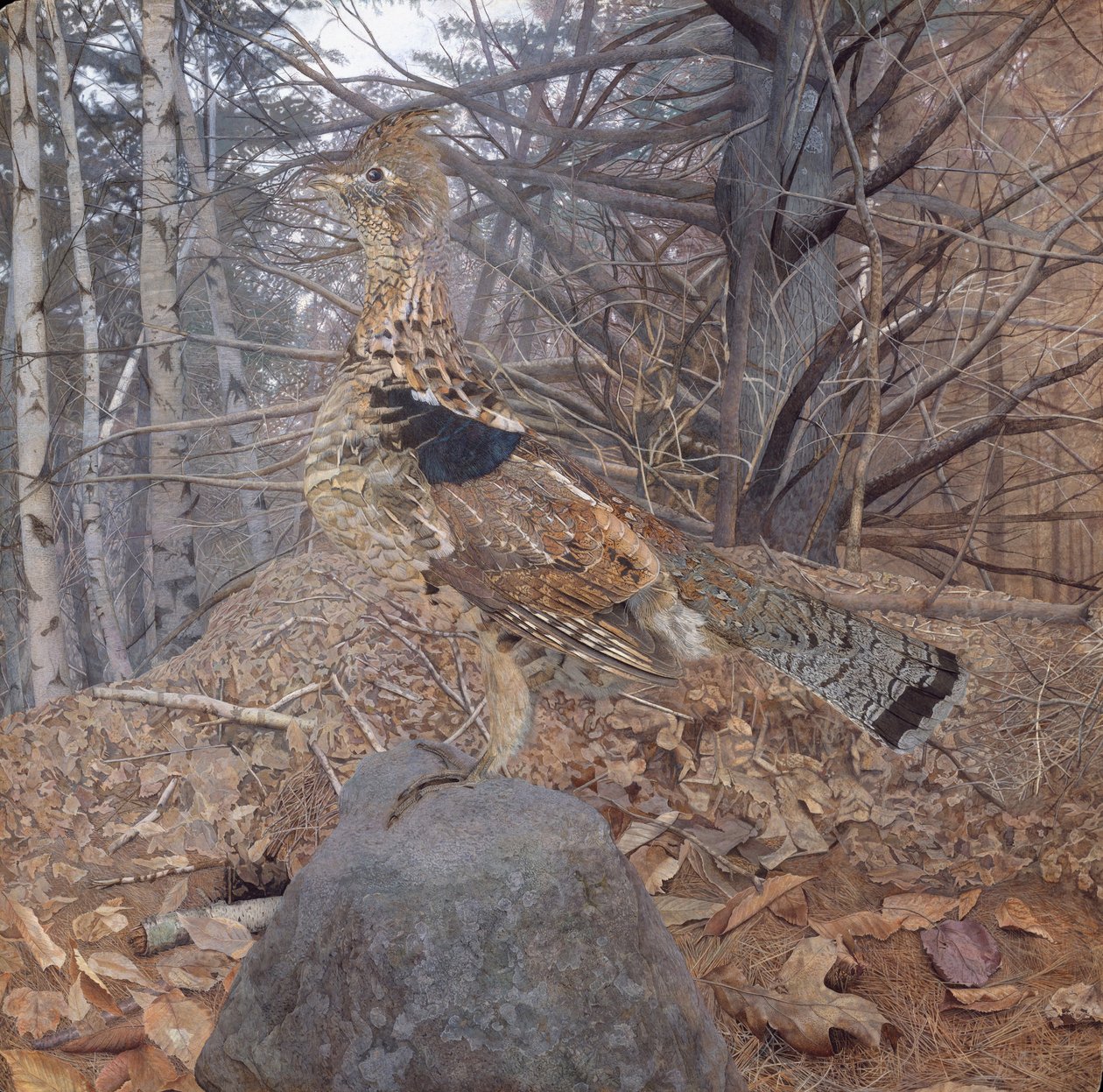 Urogallo macho en el bosque, 1907-08 de Gerald Thayer