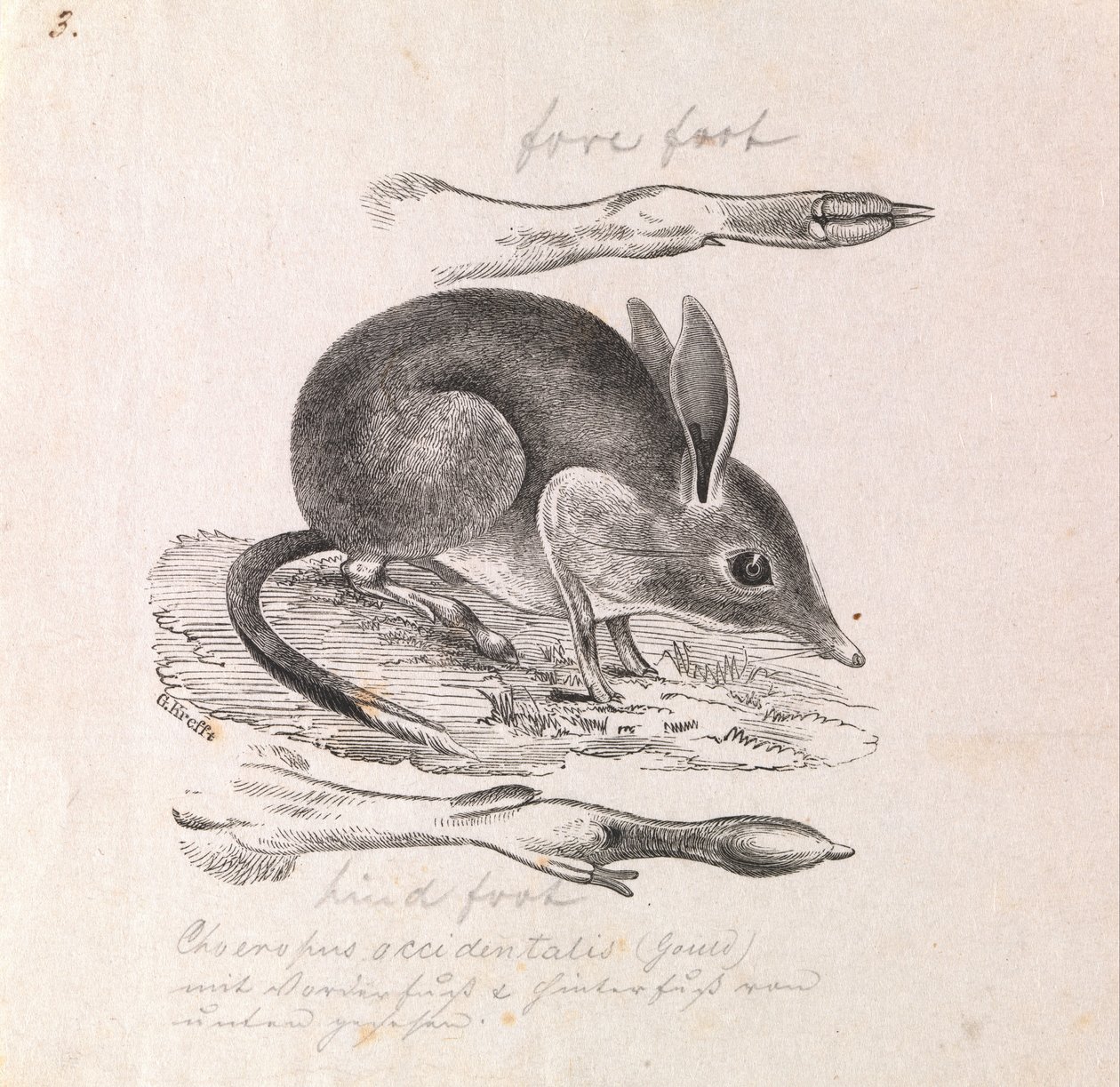 Bandicut de patas de cerdo, Chaeropus ecaudatus de Gerard Krefft