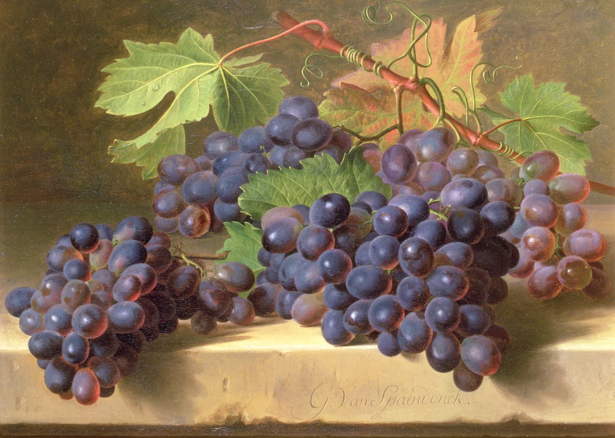 Naturaleza muerta de uvas descansando en un saliente de mármol de Gerard van Spaendonck