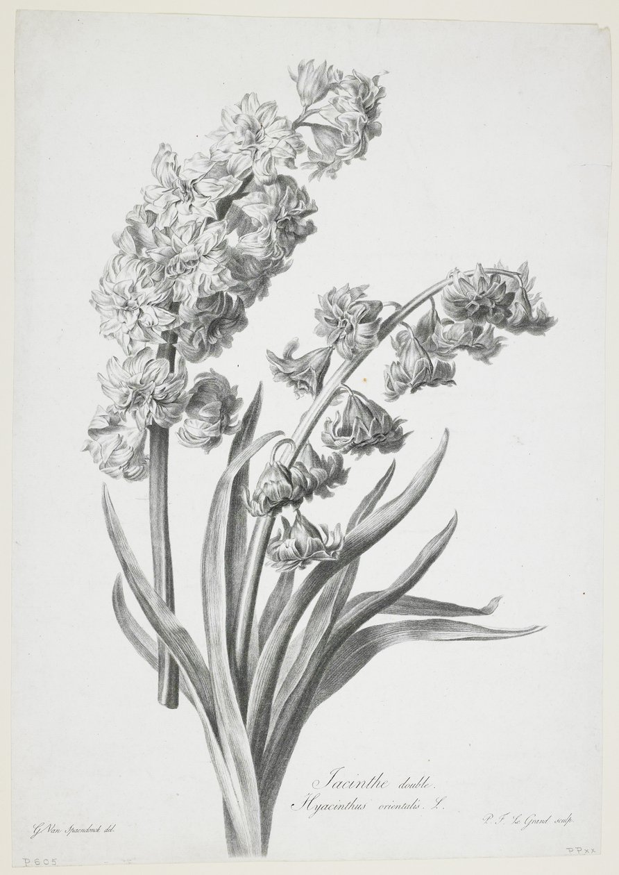 Jacinto doble, de Fleurs Dessinees d