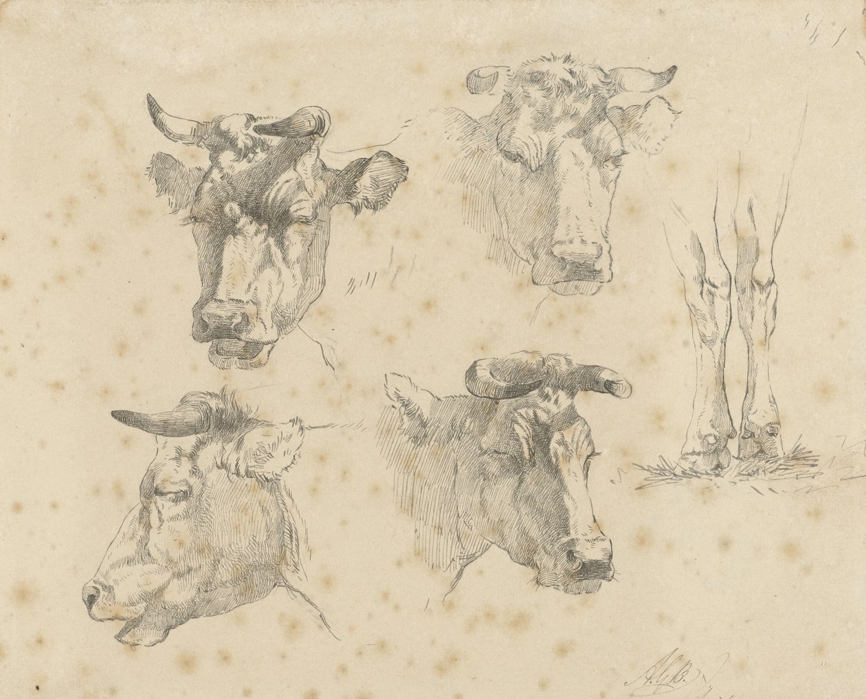 Hoja de estudio con cuatro cabezas de vaca y las patas de una vaca de Gerard Bilders