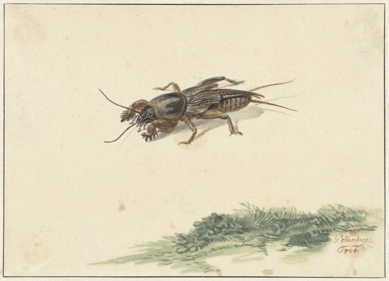 Insecto de Gerard Sanders