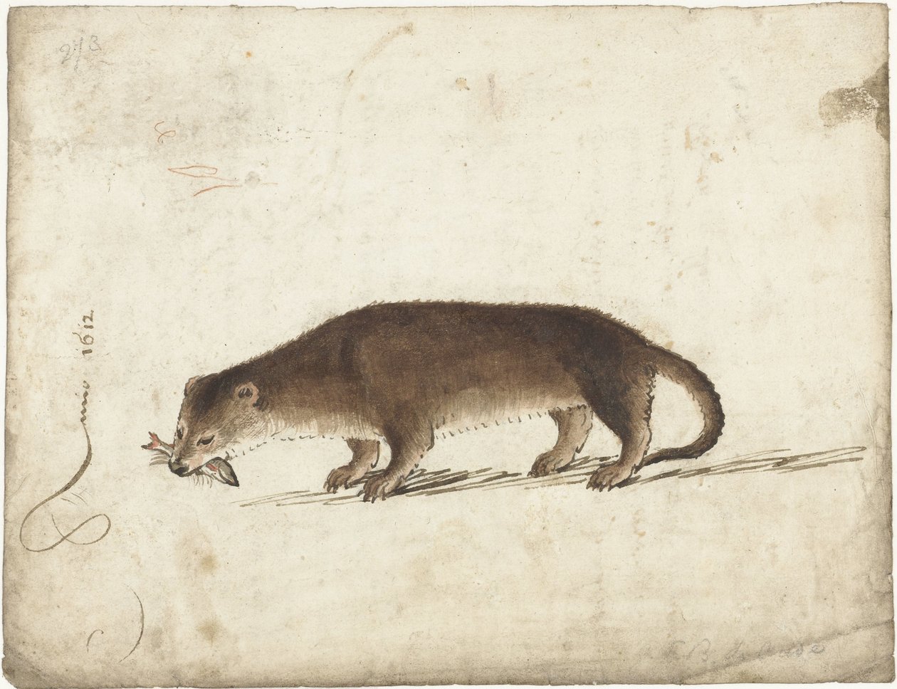 Nutria con un pez en la boca de Gerard ter Borch (I)