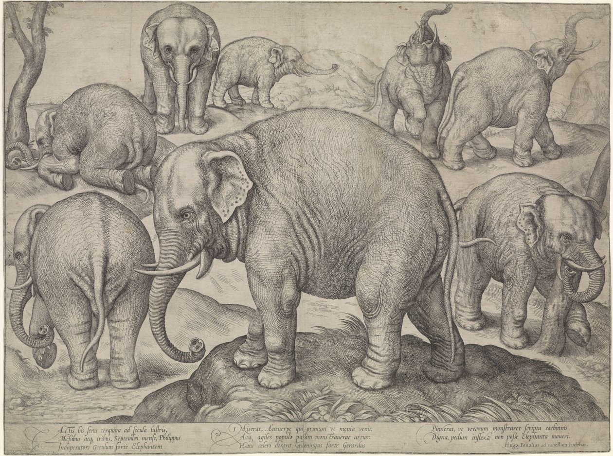 ocho elefantes de Gerard van Groeningen
