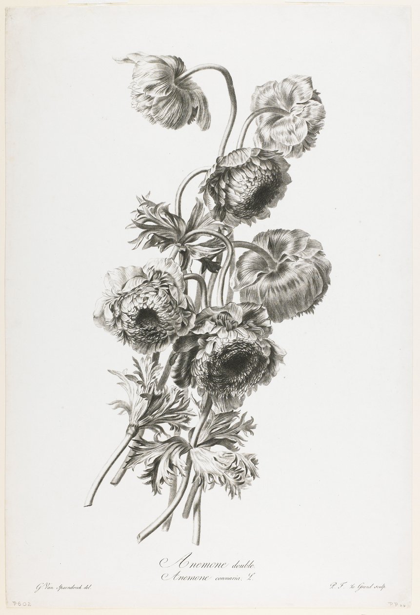 Anémona doble, de Fleurs Dessinees d