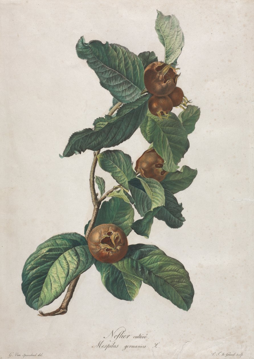 Níspero cultivado (Mespilus germanica) de Gerard van Spaendonck