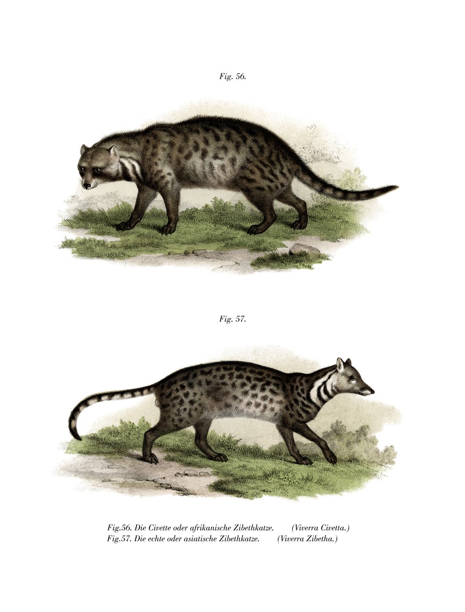 Civeta africana de German School