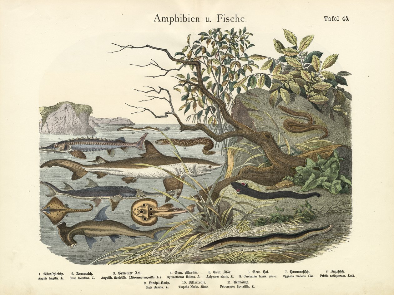 Anfibios y peces, c.1860 de German School