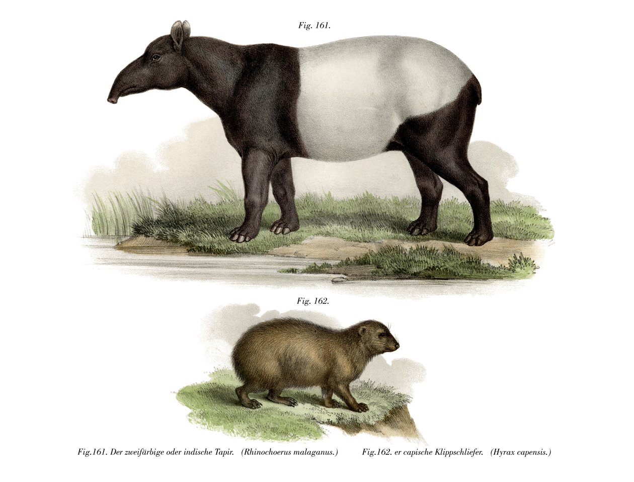 Tapir Asiático, 1860 de German School