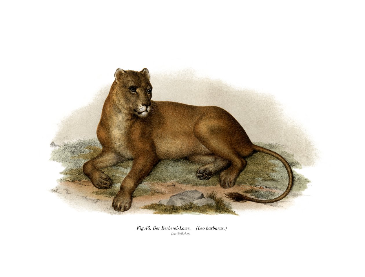 León de Berbería de German School