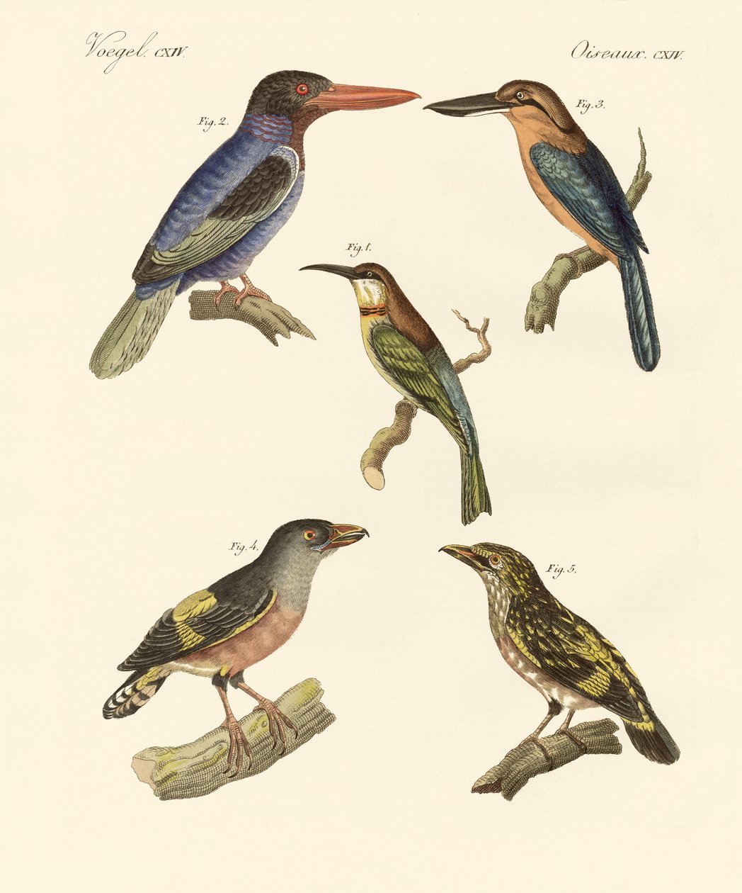 Hermosos pájaros extranjeros de German School