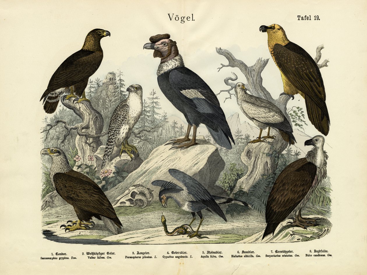 Aves, c.1860 de German School