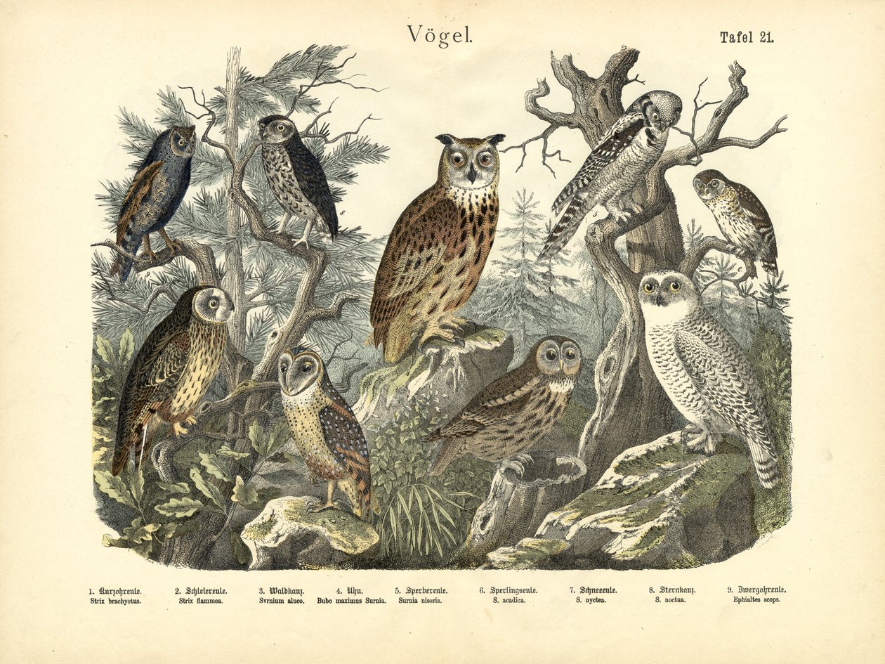 Aves, c.1860 de German School