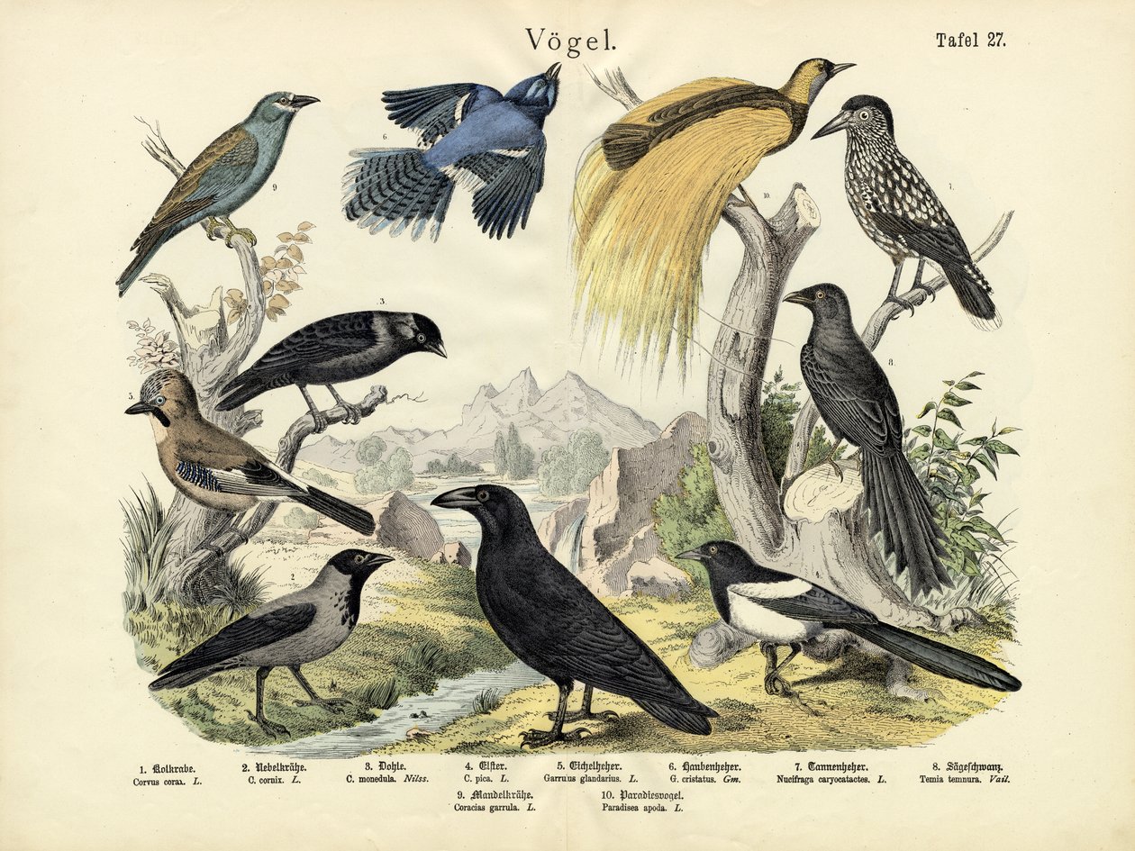 Aves, c.1860 de German School