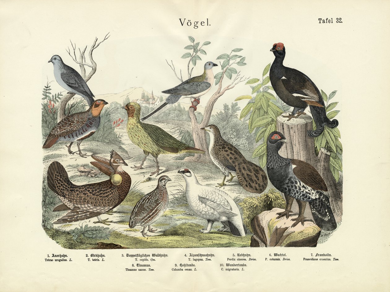 Aves, c.1860 de German School