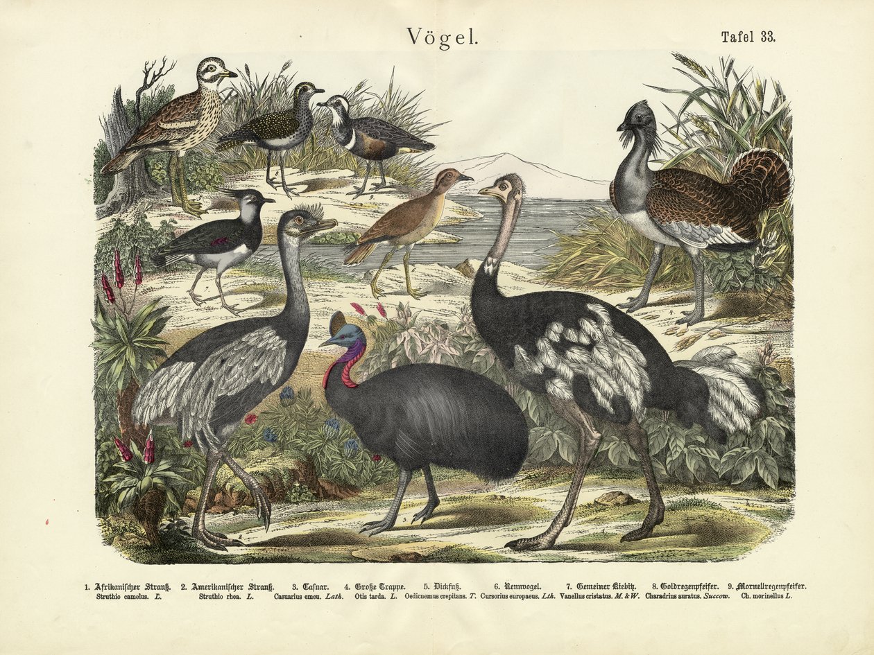 Aves, c.1860 de German School