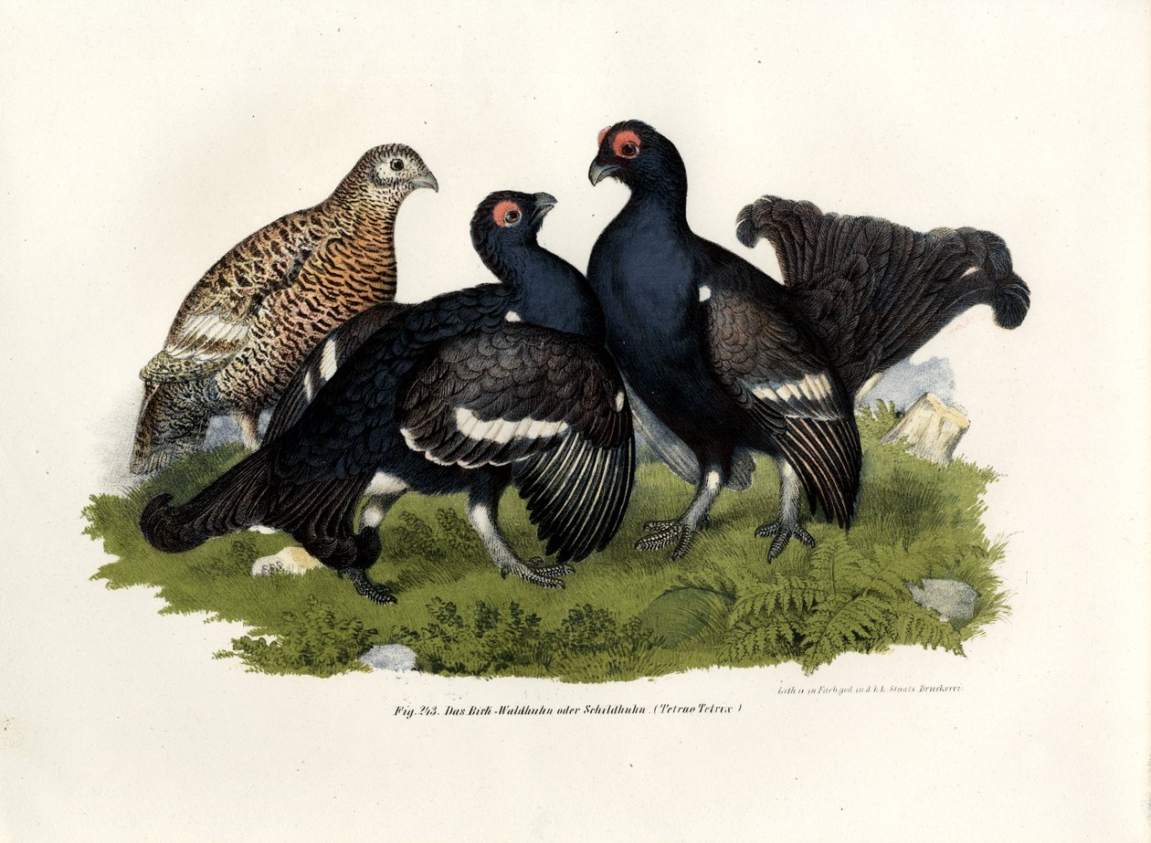 Gallo lira negro, 1864 de German School
