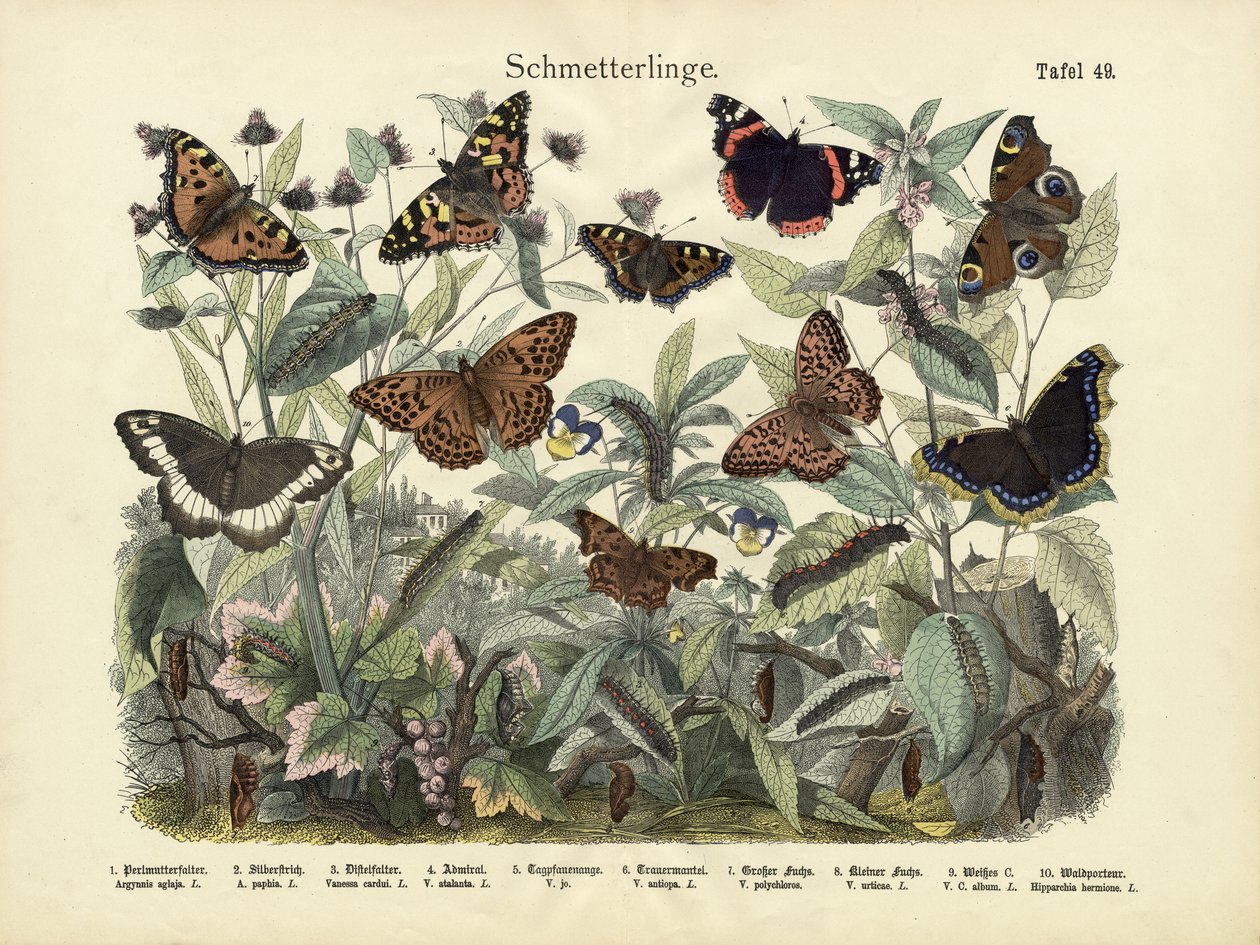Mariposas, c.1860 de German School
