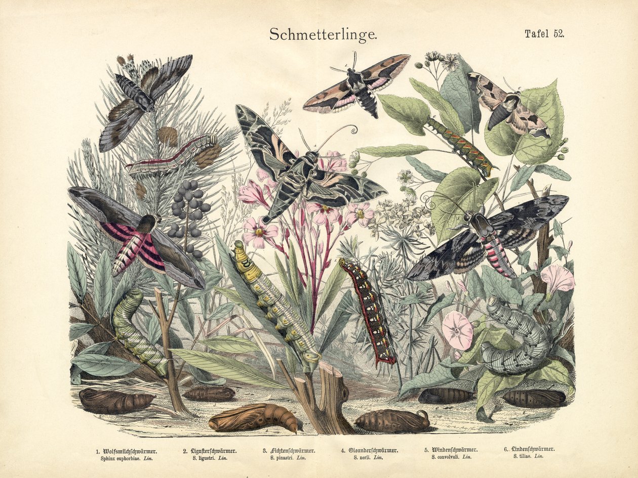 Mariposas, c.1860 de German School