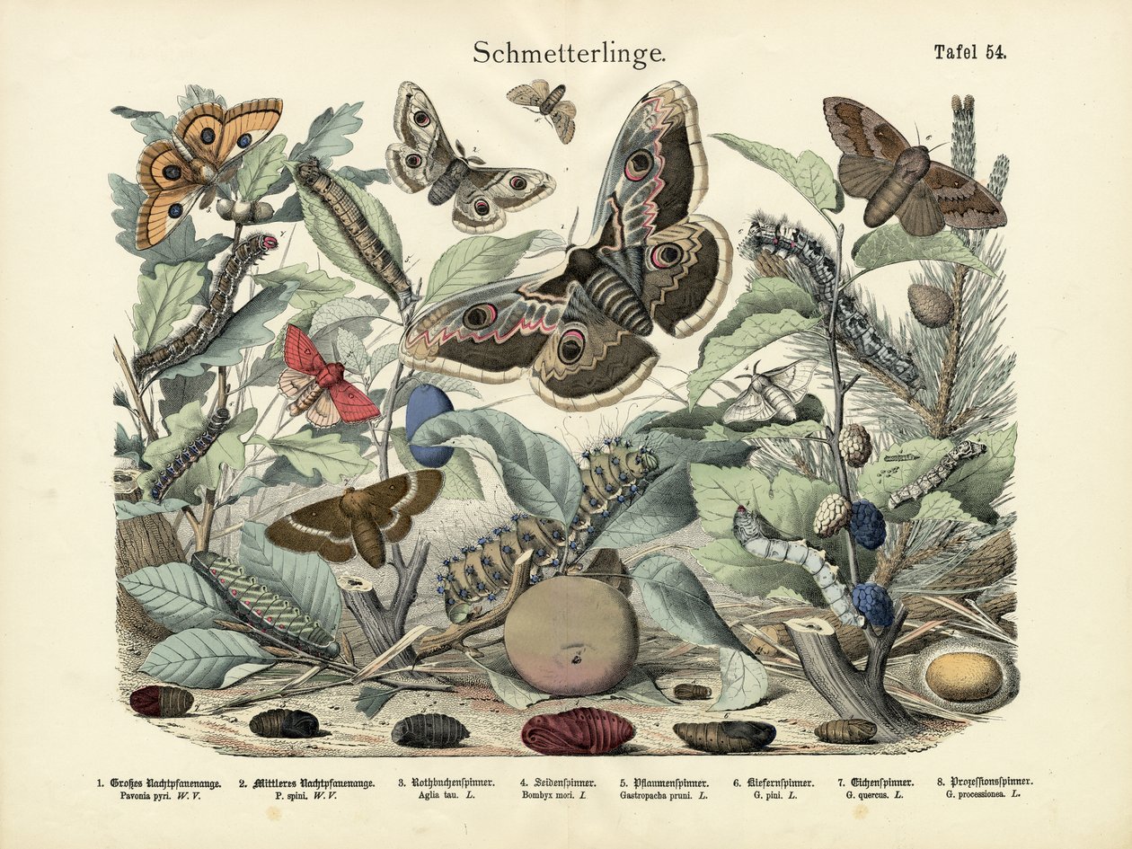 Mariposas, c.1860 de German School