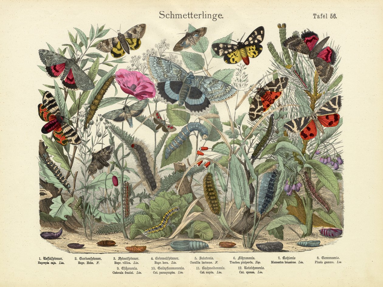 Mariposas, c.1860 de German School