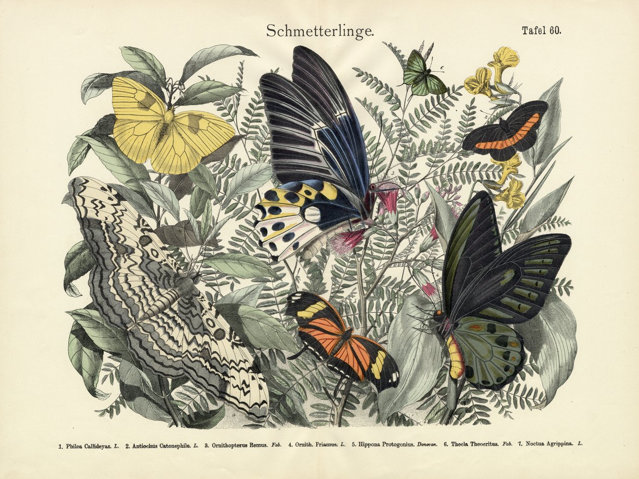 Mariposas, c.1860 de German School