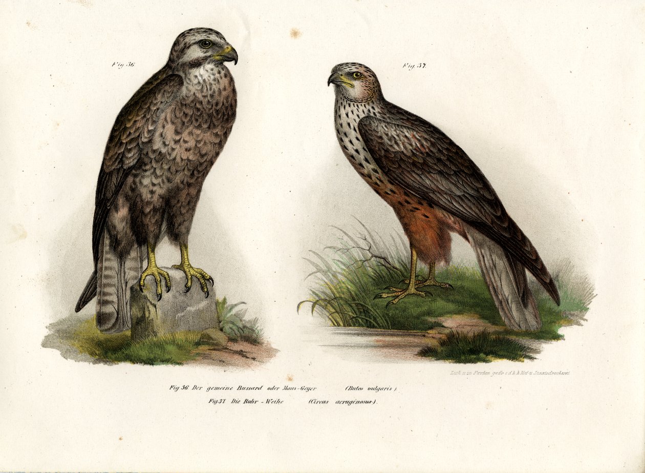Busardo, 1864 de German School