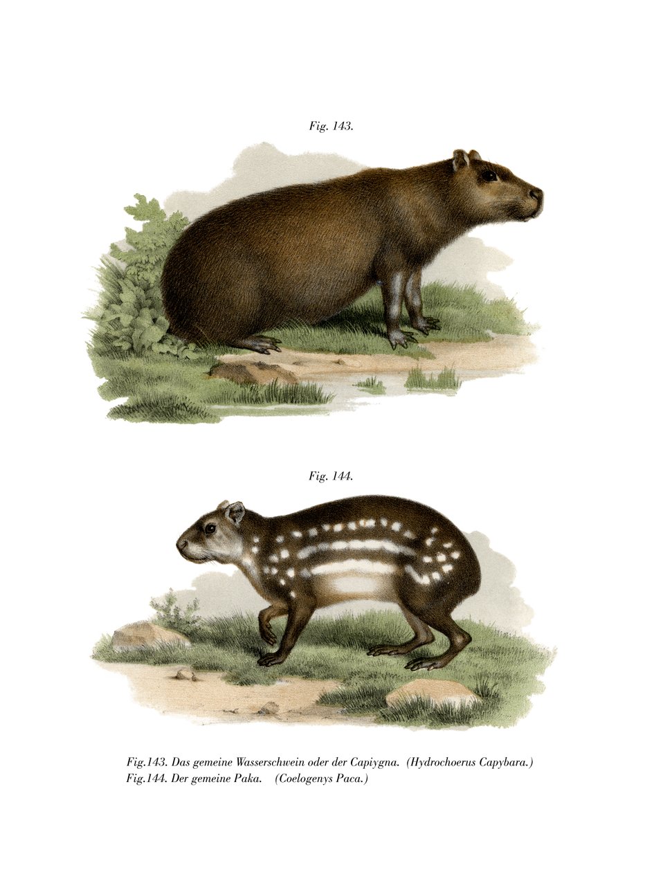 Capibara, 1860 de German School