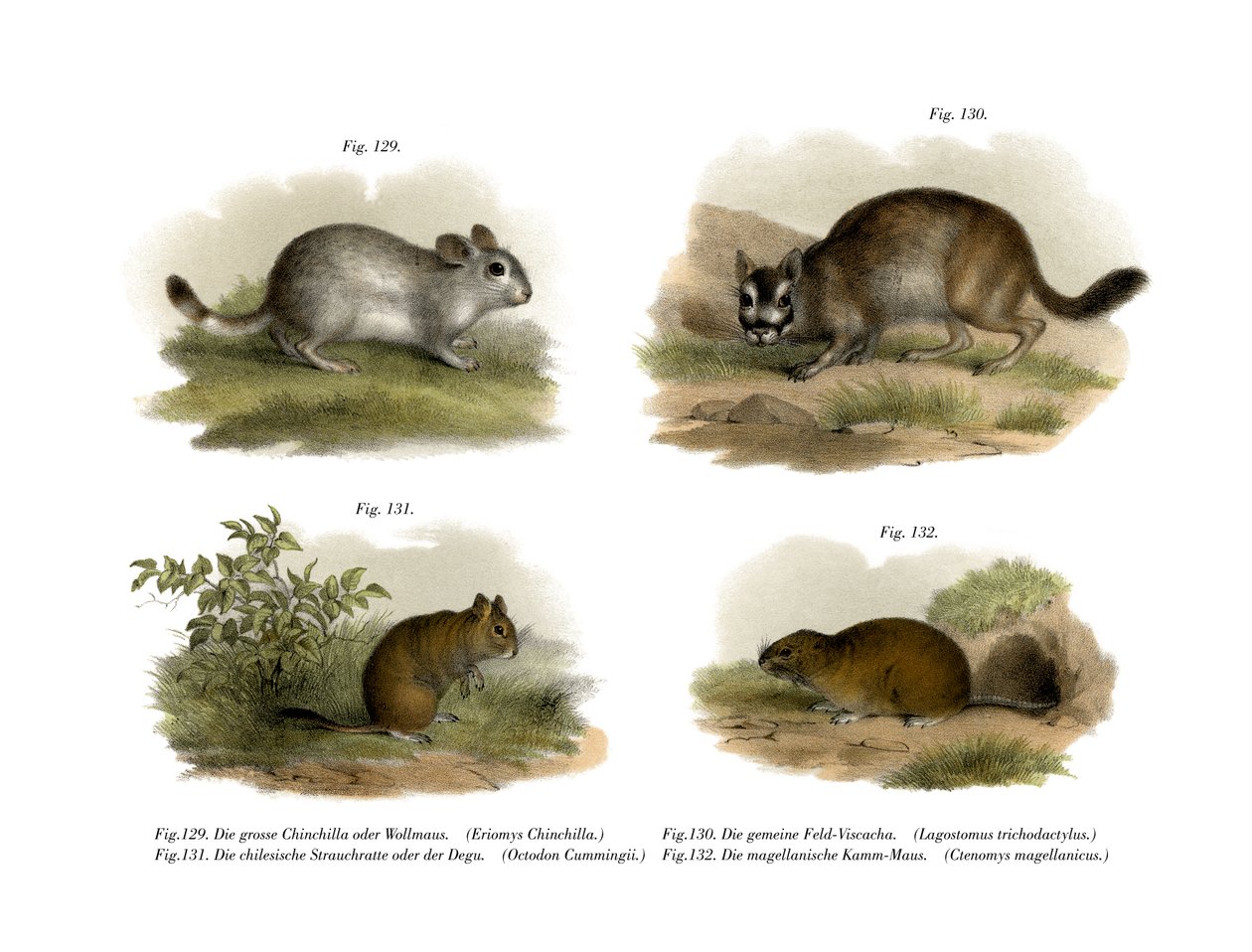 Chinchilla, 1860 de German School