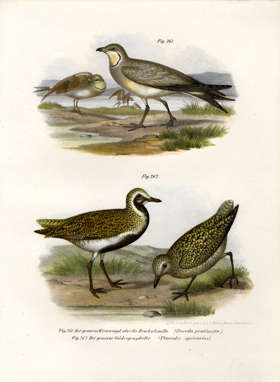 Canastera collareja, 1864 de German School