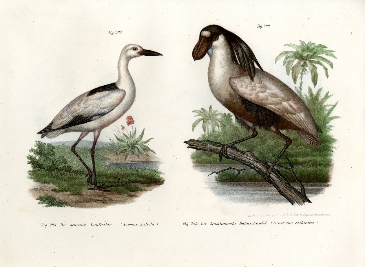 Zarapito cangrejero, 1864 de German School