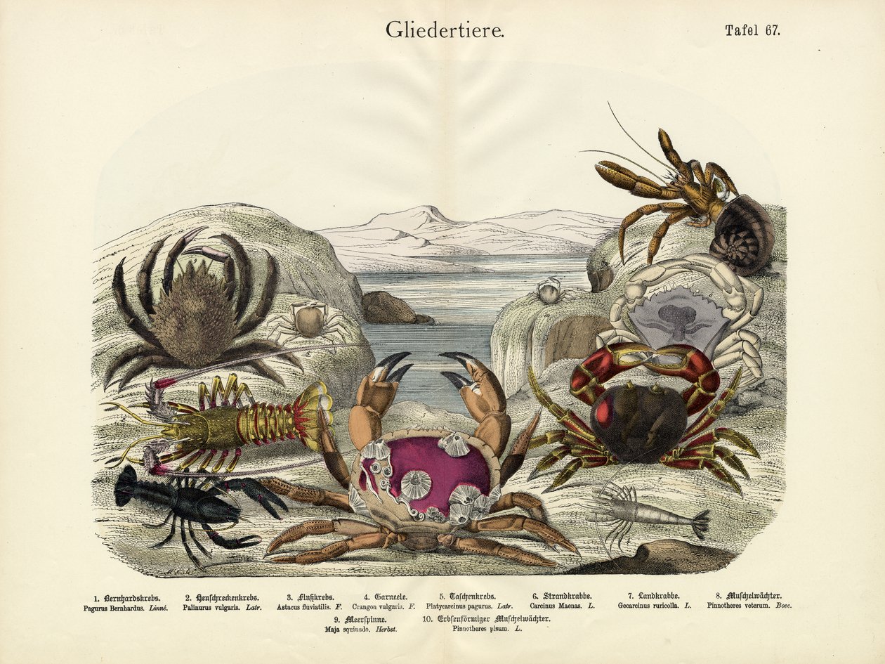 Cangrejos, c.1860 de German School