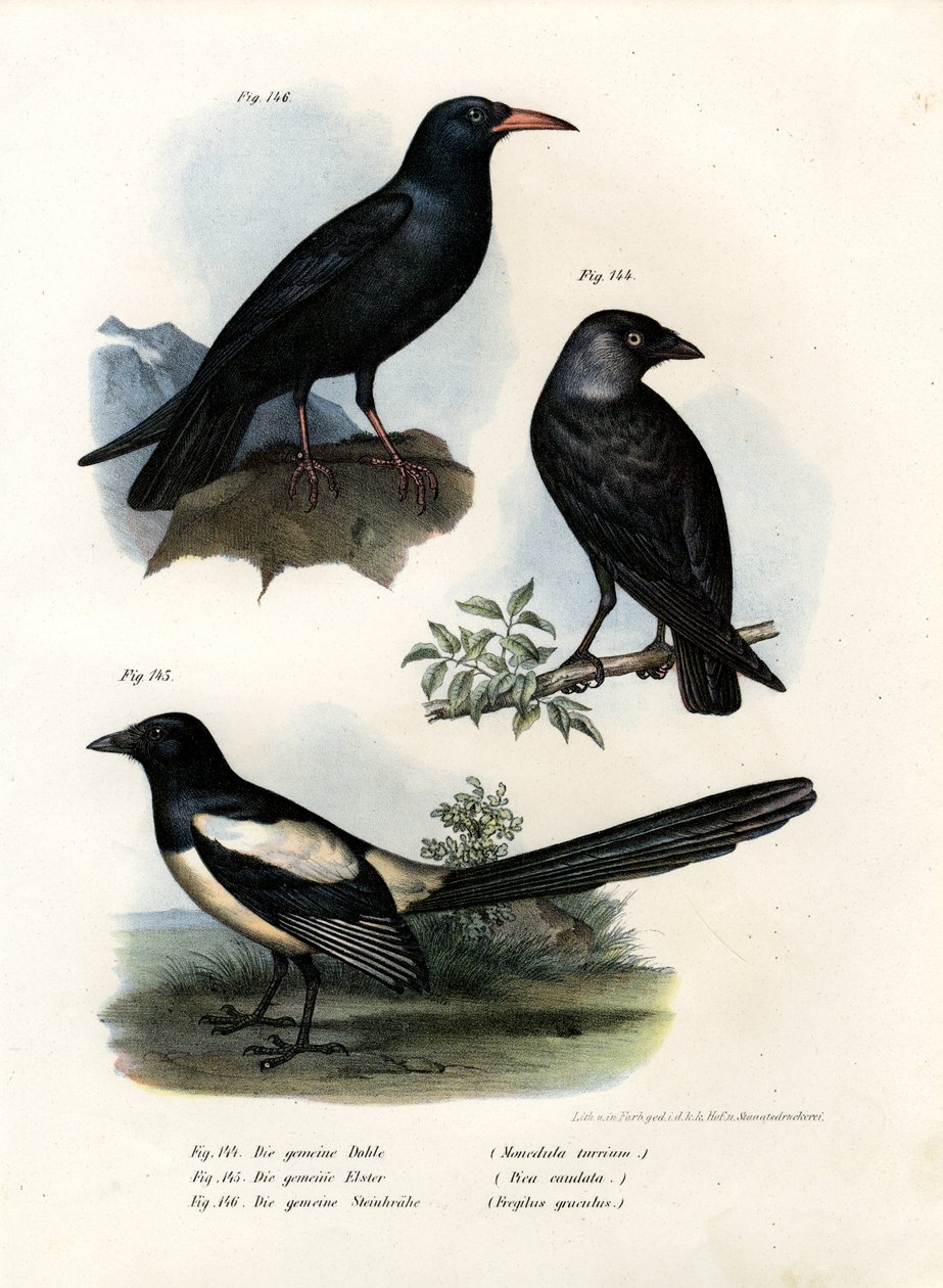 Graja, 1864 de German School