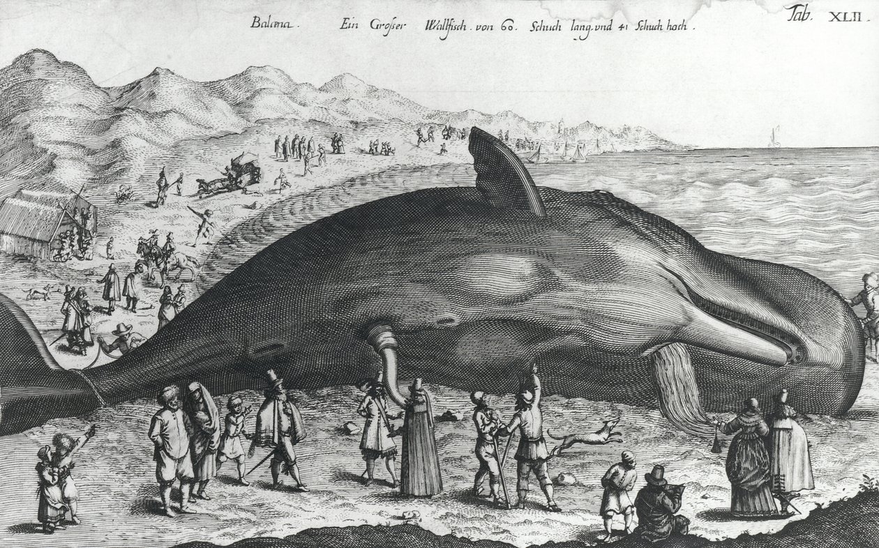 Ballena muerta de German School
