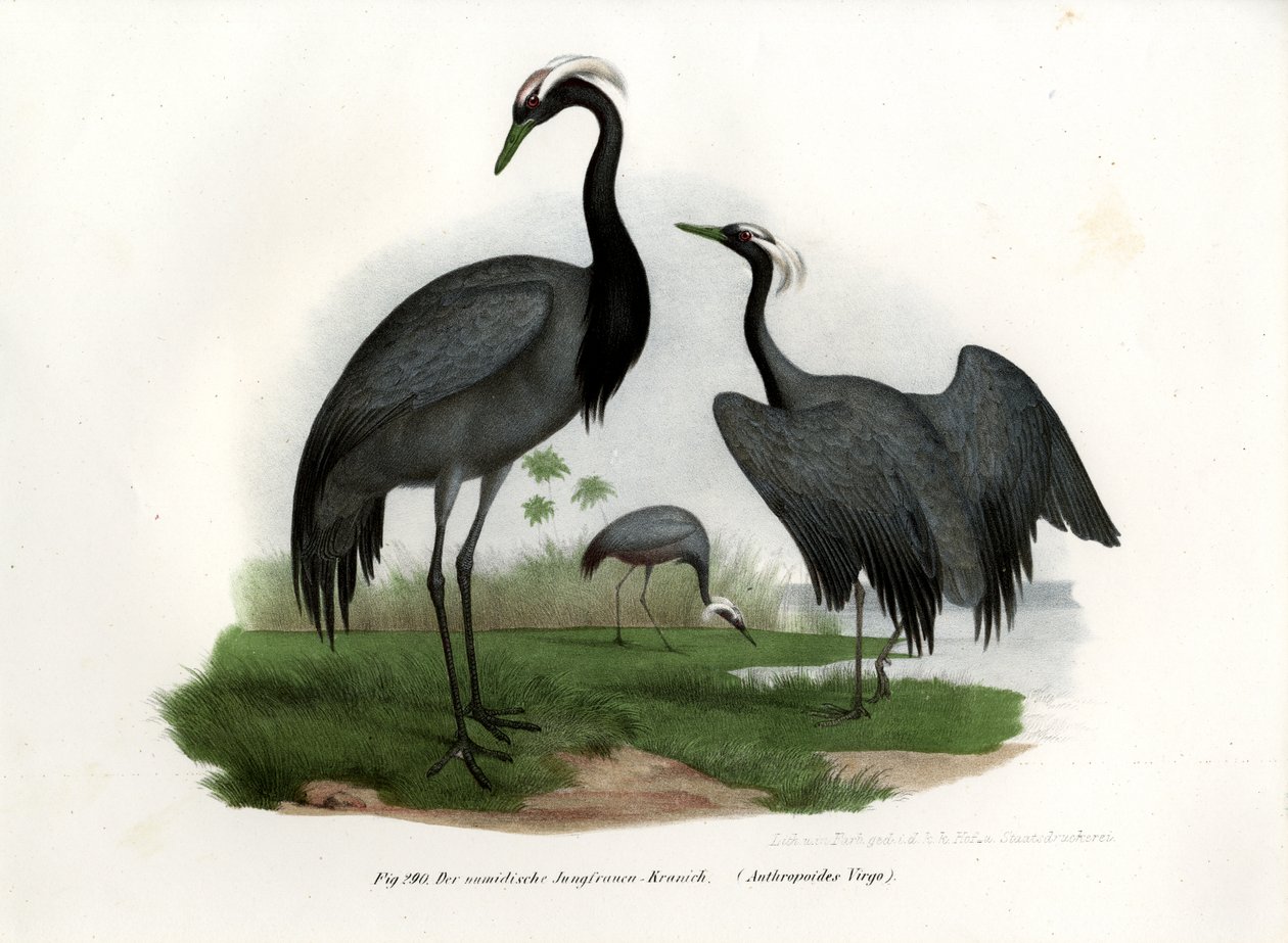 Grulla damisela, 1864 de German School