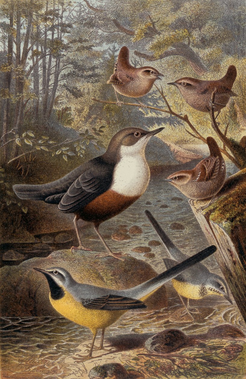 Chochín y lavandera gris, lámina de Brehms Tierleben: Allgemeine Kunde des Tierreichs, vol 4, p. 69, publicado por Bibliographisches Institut, 1891 de German School