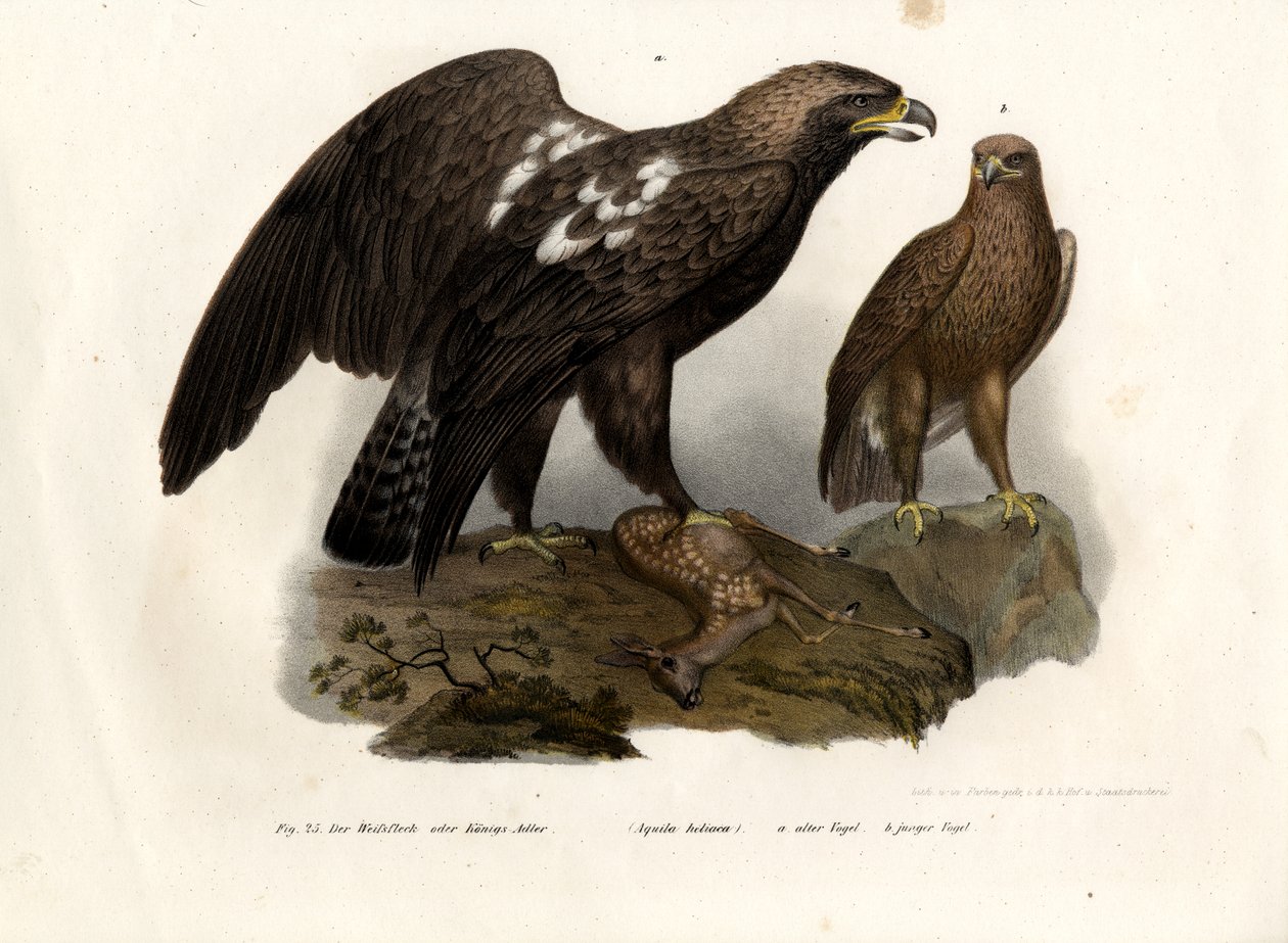 Águila Imperial Oriental de German School