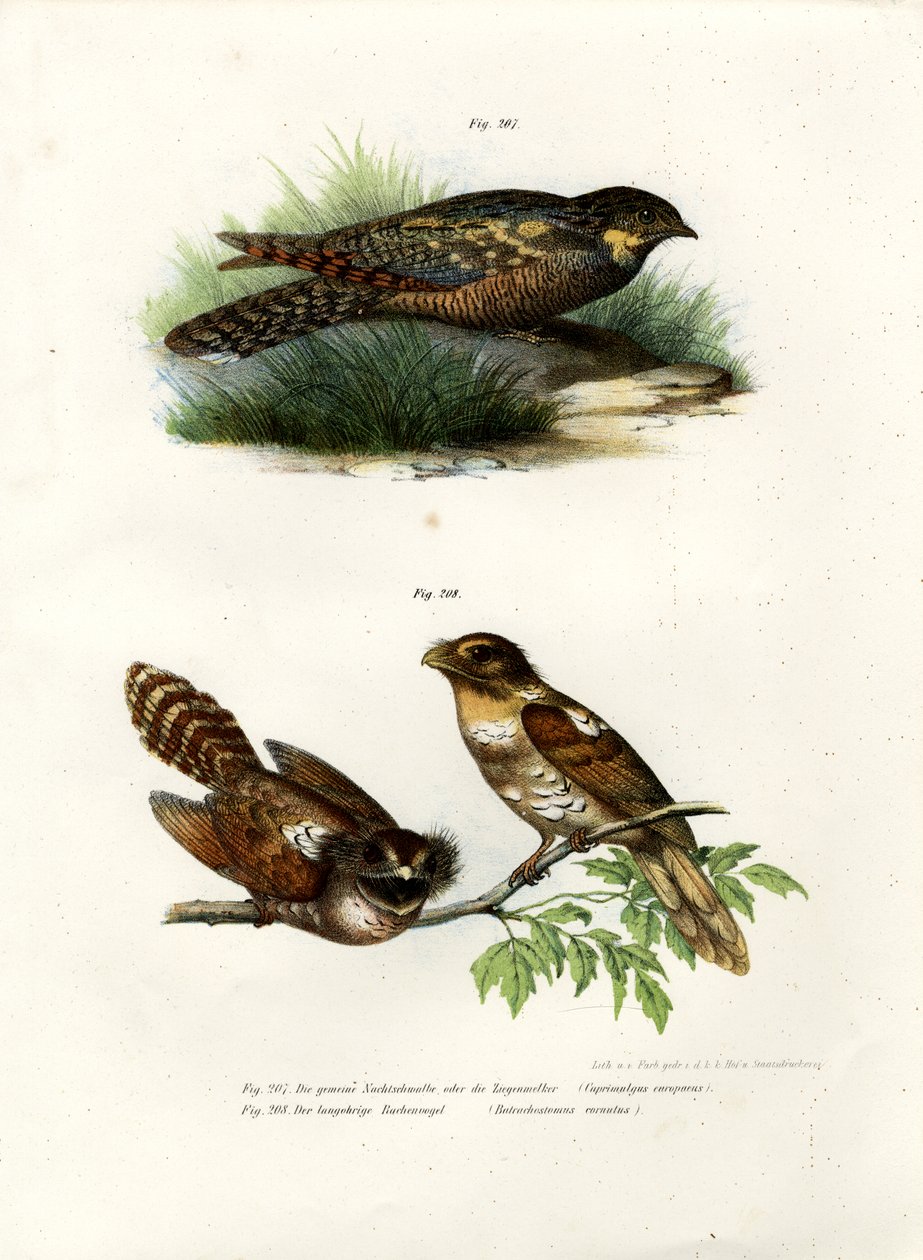 Chotacabras europeo, 1864 de German School