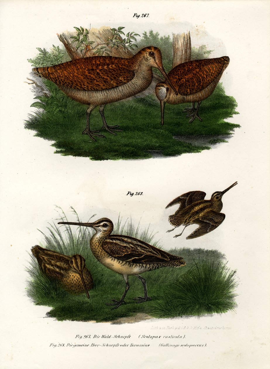 Chocha perdiz, 1864 de German School