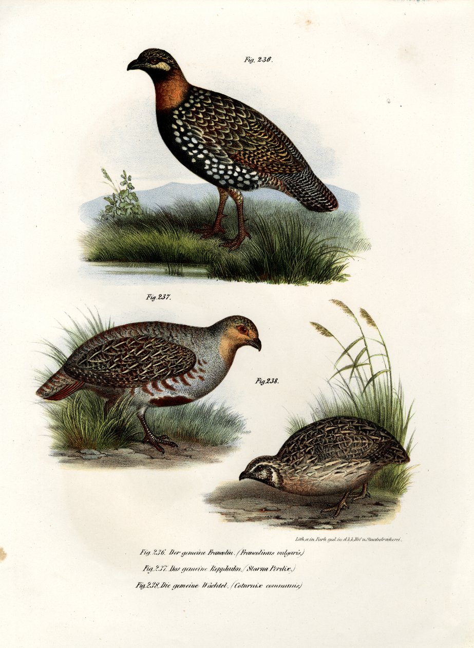 Francolín europeo, 1864 de German School