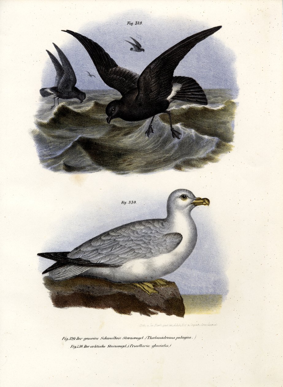 Paíño europeo, 1864 de German School