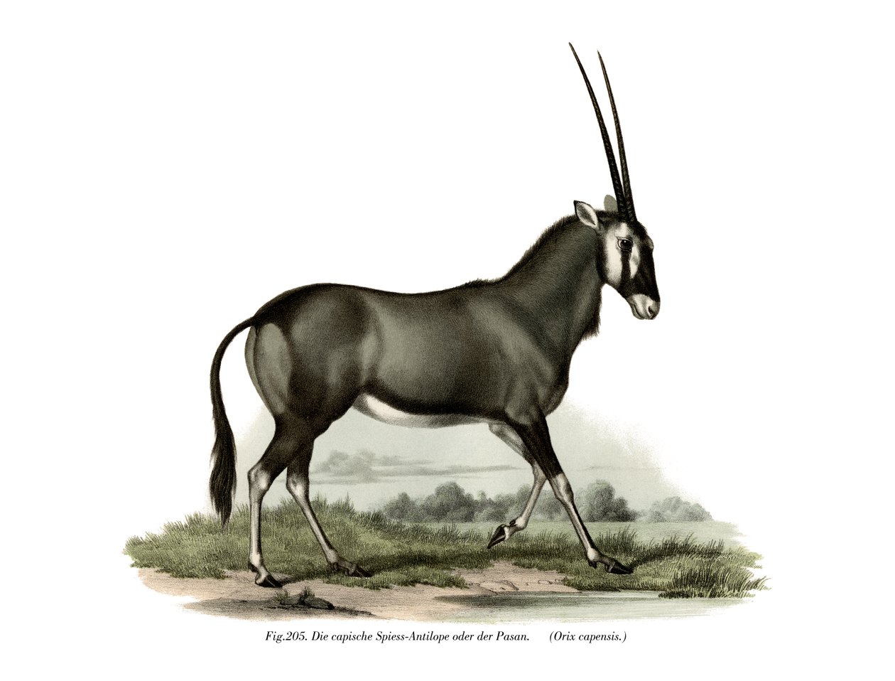 Gemsbok de German School