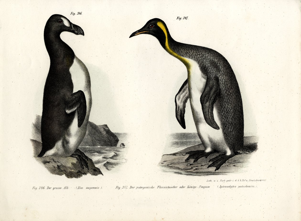 Alca gigante, 1864 de German School
