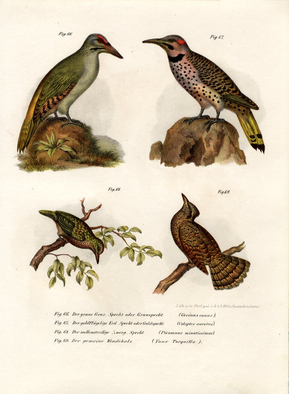 Pito Cabecigrís, 1864 de German School