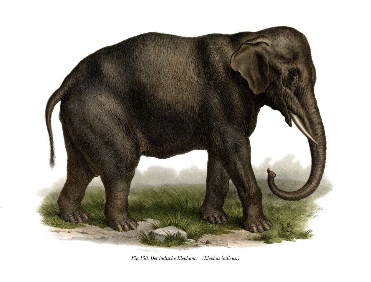 Elefante Indio, 1860 de German School