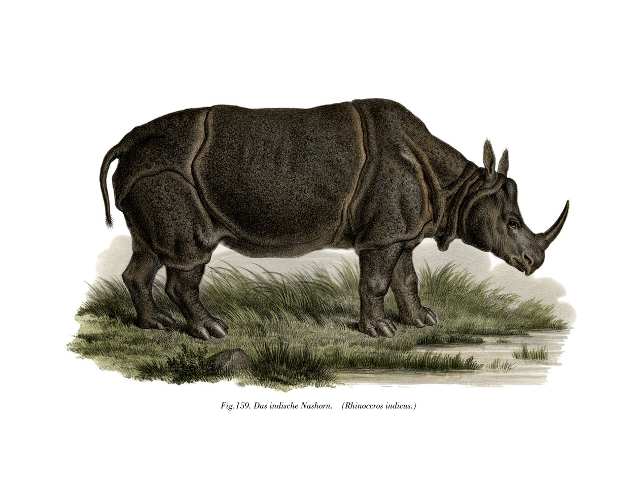 Rinoceronte Indio, 1860 de German School